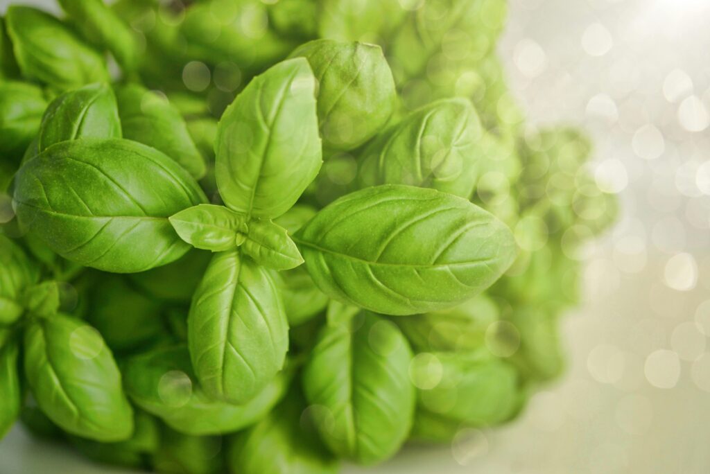 Close-up of vibrant green basil leaves with a soft bokeh effect, showcasing freshness and natural beauty.